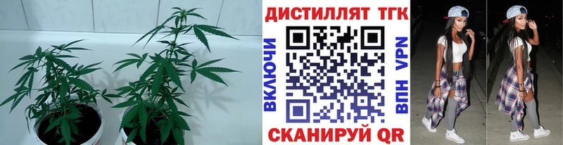 Дистиллят ТГК Wax закладки Шенкурск